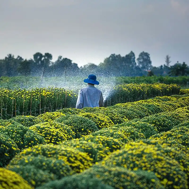 Training & Consulting